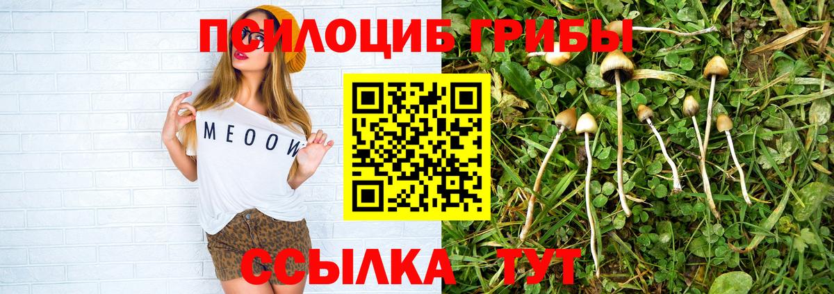 Астрахань  Псилоцибиновые грибы Psilocybe  Вход с VPN 